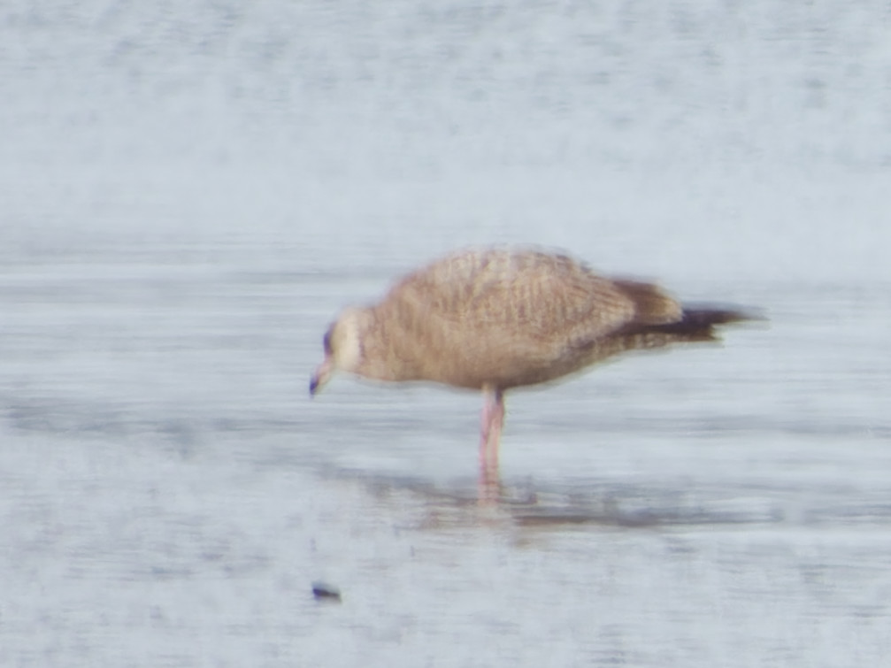 Photo of American Herring Gull